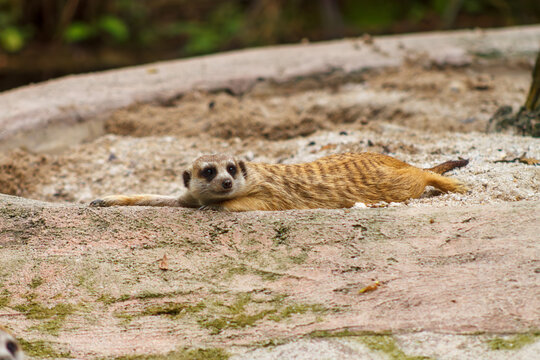 A photo of a meerkat also known as suricate in captive setting