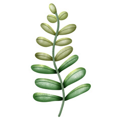 green leaf isolated on white background