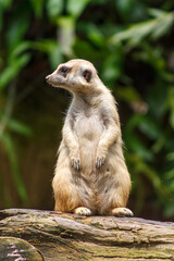 Naklejka na ściany i meble A photo of a meerkat also known as suricate in captive setting