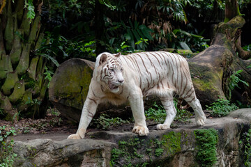 A photo of a white tiger in captive setting