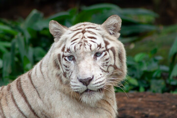 Fototapeta na wymiar A photo of a white tiger in captive setting