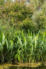 Narrow leaf arrowhead growing in a pond with dogwood in the background in a portrait orientation.