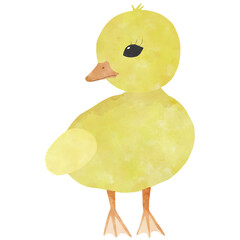Duckling 