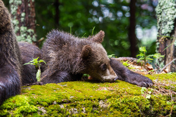 Fototapeta premium Young bear