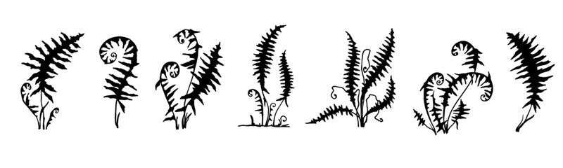 Set of forest fern leaves silhouettes. Vector graphics.