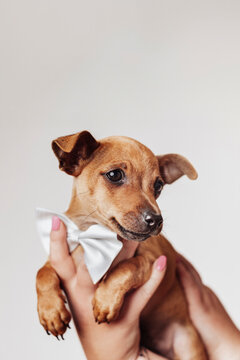 Little baby chihuahua puppy dog in the hands of a person with an elegant, big white bow tied around its neck
