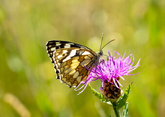 Melanargia galathea  butterfly on thistle in the sun