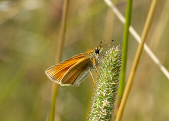 Thymelicus sylvestris butterfly on the gras