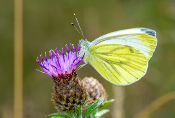 Gonepteryx rhamni butterfly on a thistle
