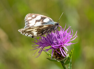 Melanargia galathea butterfly on thistle