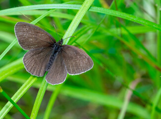 Aphantopus hyperantus butterfly on the grass