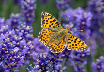 issoria lathonia butterfly on a lavender flower