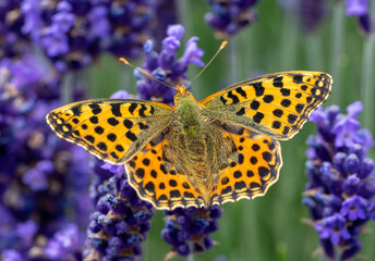 issoria lathonia butterfly on a lavender flower