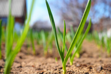 Green onions grow from ground in garden. Bed with green onions. Close-up with shallow depth of field. View from bottom of survey. Natural vegetables on farm.