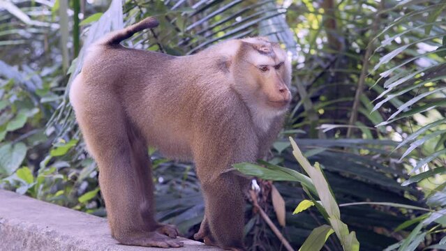Wild adult Macaque monkey at the Bokor national park