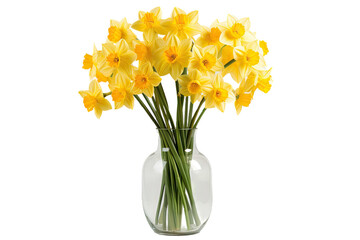 Bunch of yellow daffodil blooms presented in a glass container, with a plain transparent background and room for adding your own words.