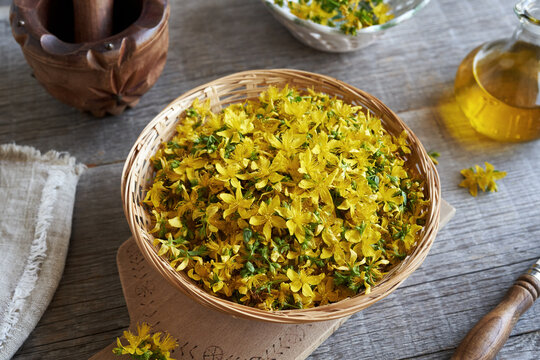 Fresh St. John's wort flowers in a wicker basket