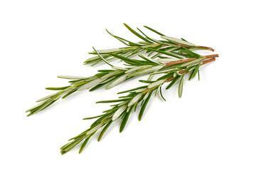 Twig of rosemary, isolated on white background.