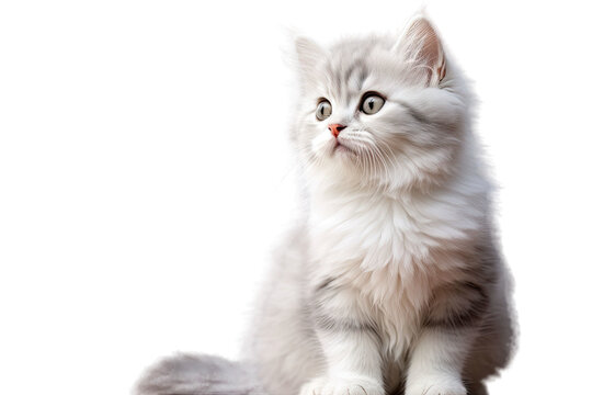 Studio picture of a light gray and white kitten sitting and gazing ahead in a neutral-toned backdrop.