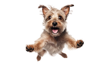 A Terrier breed of dog is seen alone on a transparent background, leaping and soaring to great heights.
