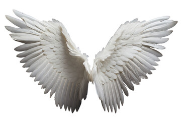 isolated white wing of an angel