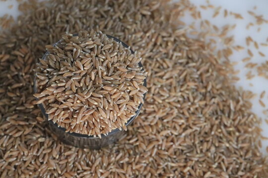 Khapli wheat. Also known as Emmer Wheat or Jave Godhi is one of the oldest wheat varieties of India.
