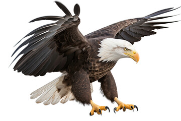 Bald eagle flying isolated on white, transparent background, PNG