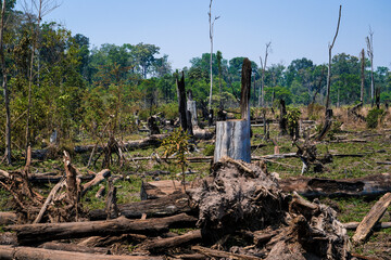 Deforestation in the Amazon rainforest. Trunks of trees cut down by illegal loggers and forest in...