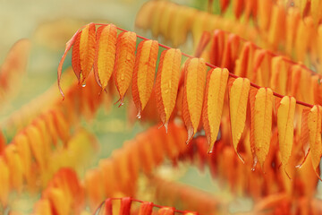 Close up colorful autumn leaves tree after rain with water droplets shiny, on natural blurred...