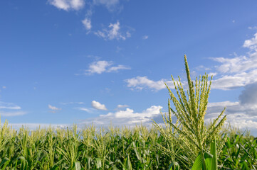 Fototapeta premium A green corn field with corn flowers Rural agriculture with corn field against bright blue sky background.