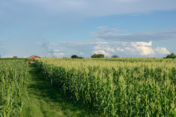 A green field of corn in a rural agricultural landscape with corn fields against a bright blue sky background.