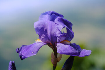 Violet Iris plant growing in nature