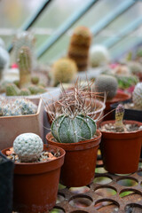 cactus astrophytum capricorne in a pot in a greenhouse