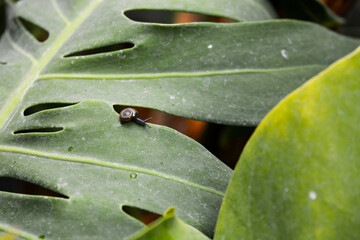 black snail on the green leaf