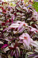 Obraz premium background of purple leafs