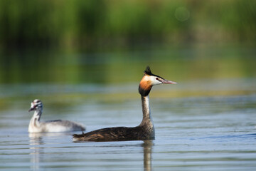 Grebe chicks behind their mother. Grebe on the lake on a Green background. Great Crested Grebe, waterbird (Podiceps cristatus)
