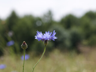 Blue cornflower in the meadow on the background. Spring flowers. ( Centaurea ).
