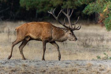 Red deer (Cervus elaphus) stag trying to impress the females in the rutting season  in the forest of National Park Hoge Veluwe in the Netherlands