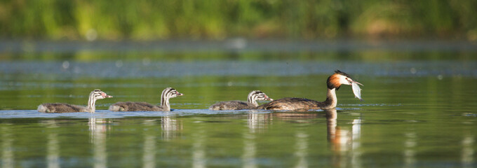 Grebe chicks behind their mother. Grebe with fish on the lake on a Green background. Great Crested Grebe, waterbird (Podiceps cristatus). Cute sweet birds.