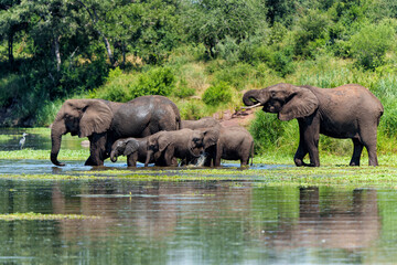 Elephant herd in the Kruger National Park in South Africa