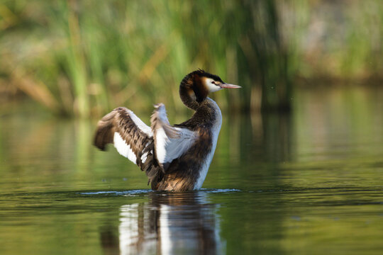 Grebe, grebe with spread wings. Grebe on the lake on a Green background. Great Crested Grebe, waterbird (Podiceps cristatus)