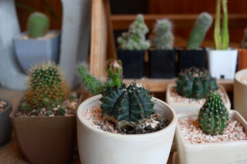 Prickly cactus in many pots.
