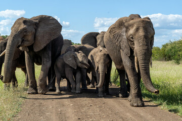 Fototapeta na wymiar Elephant herd in the Kruger National Park in South Africa