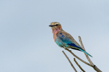 Lilac-breasted roller (Coracias caudatus)sitting on a branch in Kruger National Park - South Africa