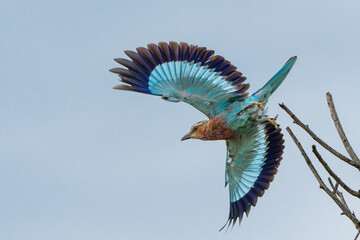 Lilac-breasted roller (Coracias caudatus) flying away in Kruger National Park - South Africa