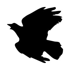 birds silhouettes collection. flyer bird. bird