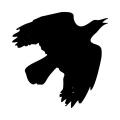 birds silhouettes collection. flyer bird. bird