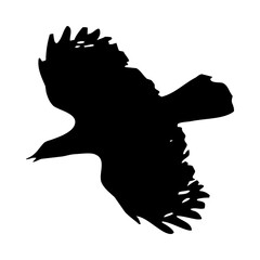 birds silhouettes collection. flyer bird. bird