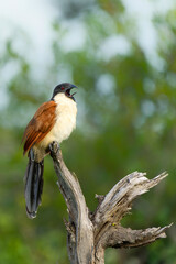 Burchell's Coucal (Centropus burchellii) sitting on a branch in Kruger National Park in South Africa