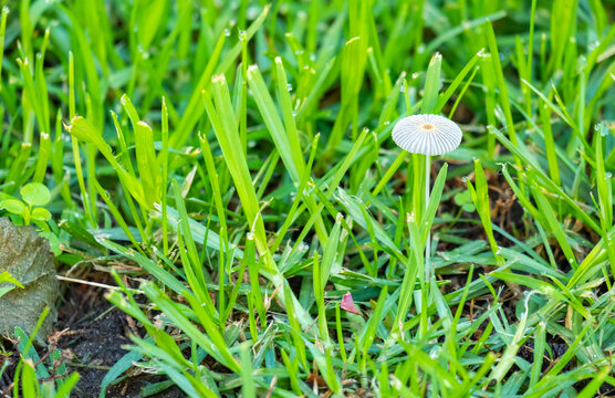 A closeup shot of a Parasola plicatilis mushroom among the grasses with droplets of water on natural blurred background